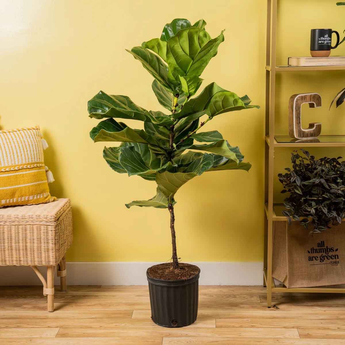Up to 50% Off Live Plants at Wayfair