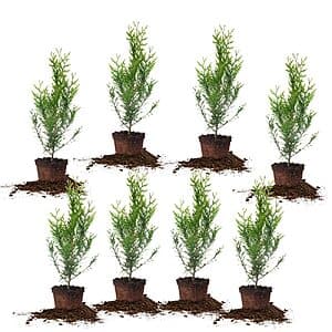 Prime Members: Get 8 Thuja Green Giant Evergreen Arborvitae for $69.10