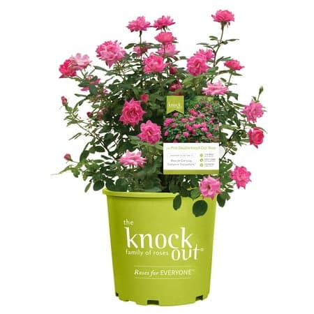 The Knock Out® Family of Roses 'The Pink Double Knock Out® Rose' Live Shrub in 1-Gallon Grower Pot
