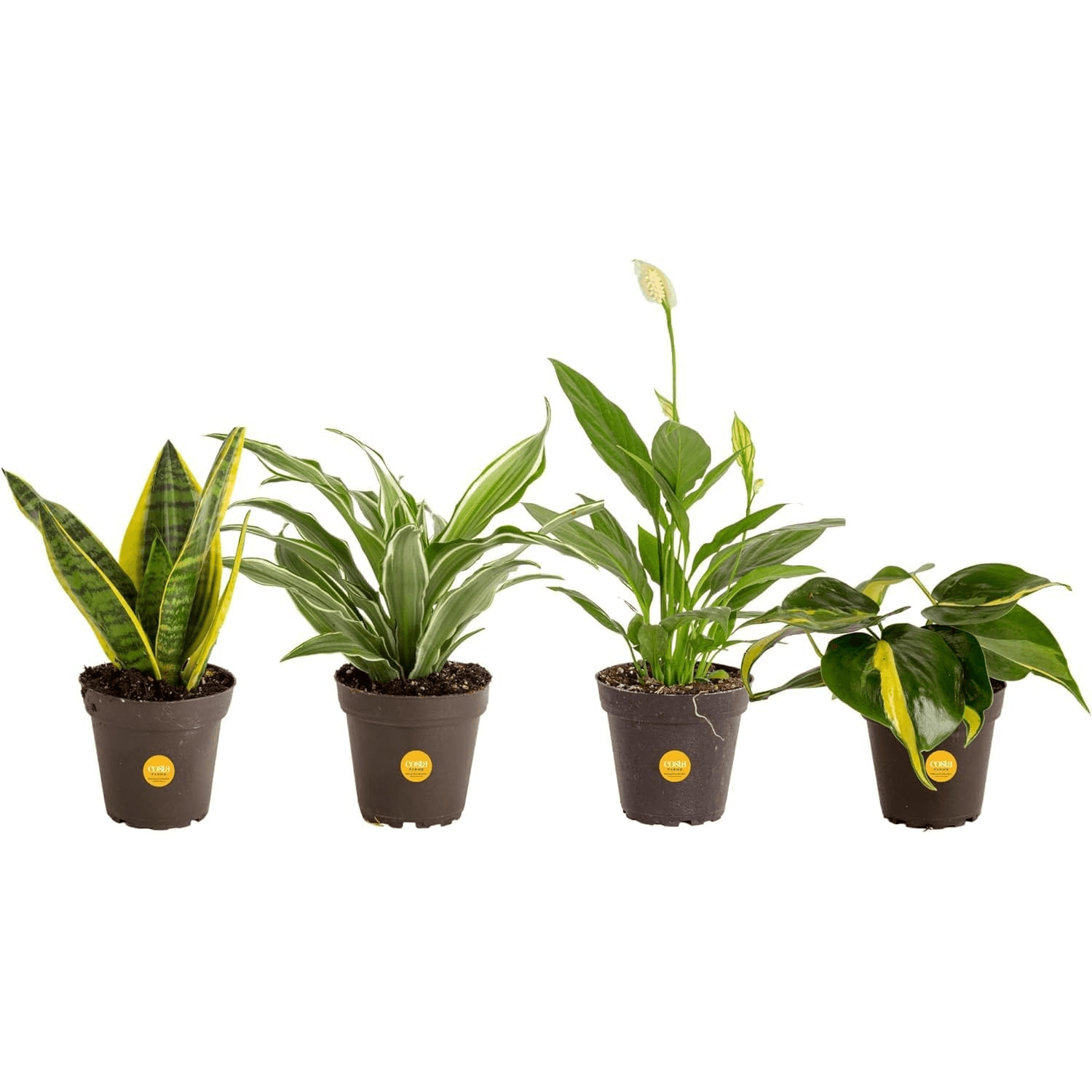 4-Pack of Clean-Air Live Houseplants for $20 on Amazon