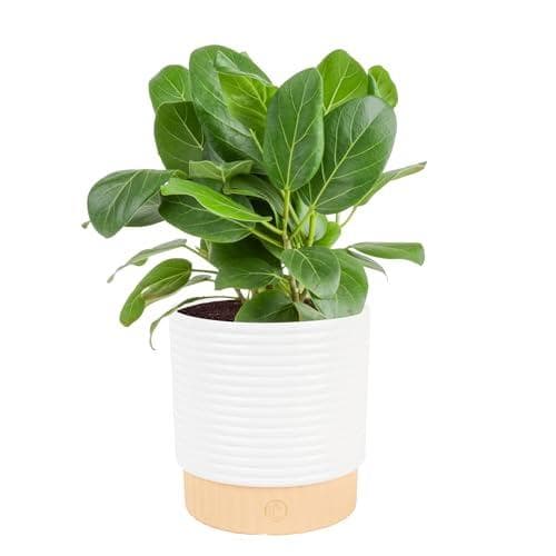 Save 33% on Ficus Audrey Live Plant from Costa Farms
