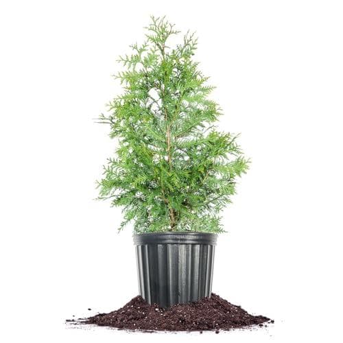 Grow Your Garden with the Perfect Plants 3-Gallon Thuja Green Giant