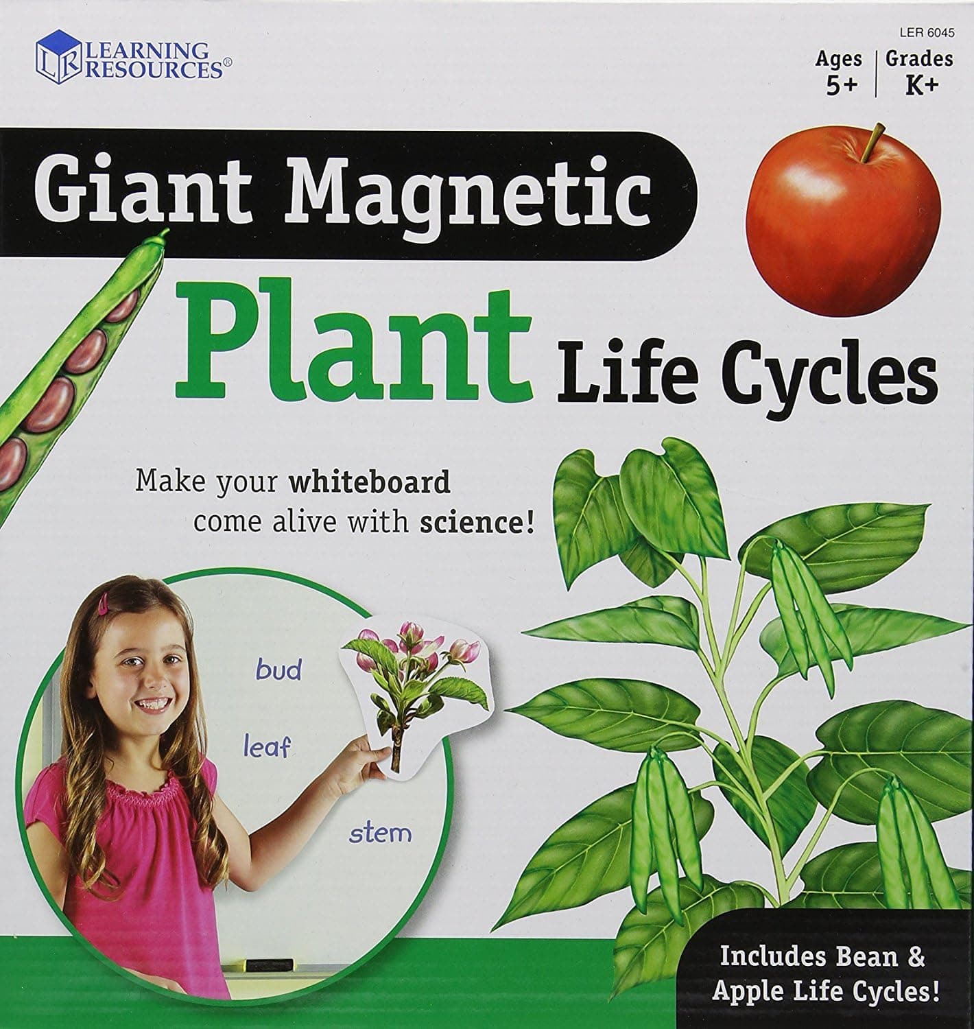 Explore the Life Cycle with Learning Resources' Giant Magnetic Plant Kit