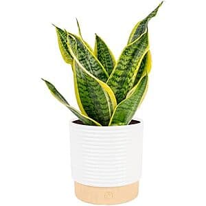 Snake Plant from Costa Farms, 12-20" Tall