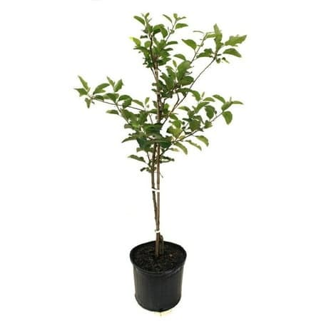 Expert Gardener 2-3 ft. tall Red Delicious Apple Live Tree in 5-Gallon Grower Pot