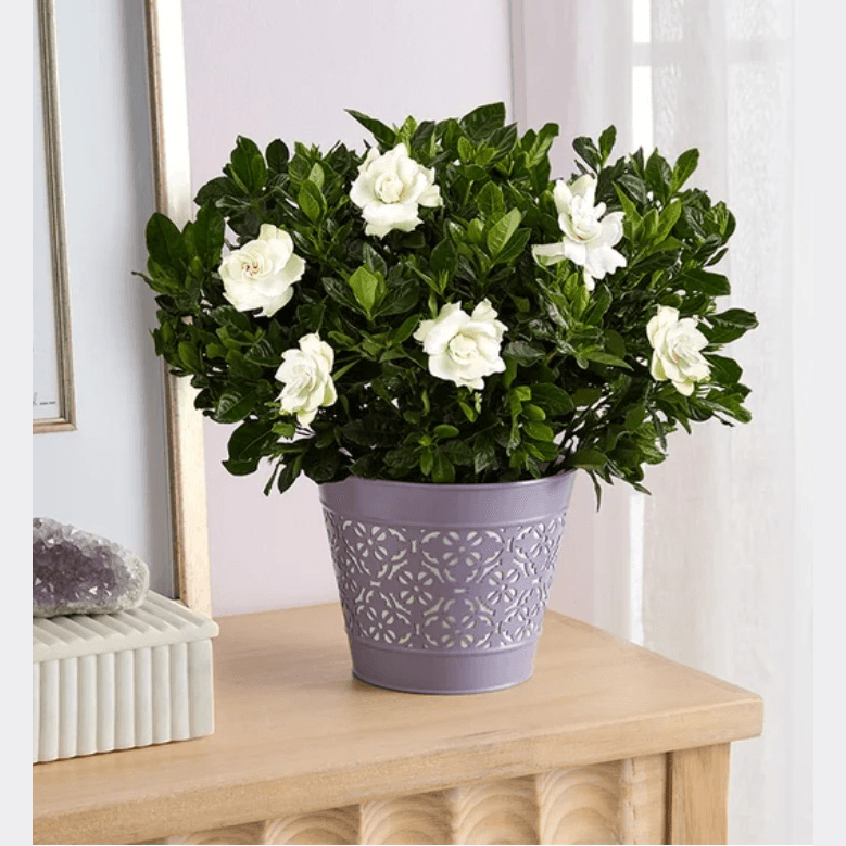 30% Off Mother's Day Gifts at 1-800-Flowers