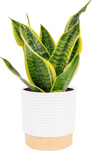 Costa Farms Snake Plant