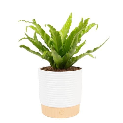 Bring Nature Indoors with a Decorative Bird's Nest Fern Plant