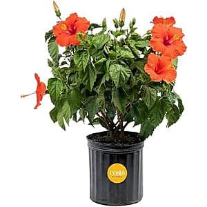 Tropical Hibiscus Bush (2'-3' Tall) from Costa Farms