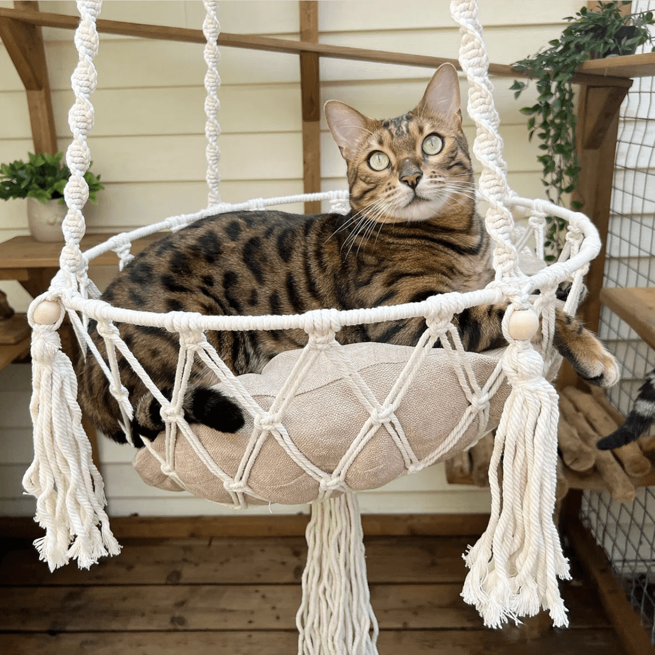 Bohemian Cat Hammock with 26% Discount