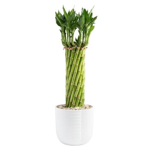 20% Off Costa Farms Lucky Bamboo Plant - Bring Nature Indoors