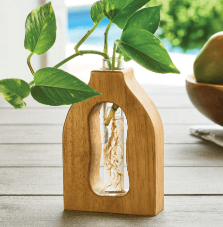Grow Your Plants with Better Homes & Gardens' Propagation Station