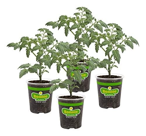 Save 28% on Cherokee Purple Tomato Plants