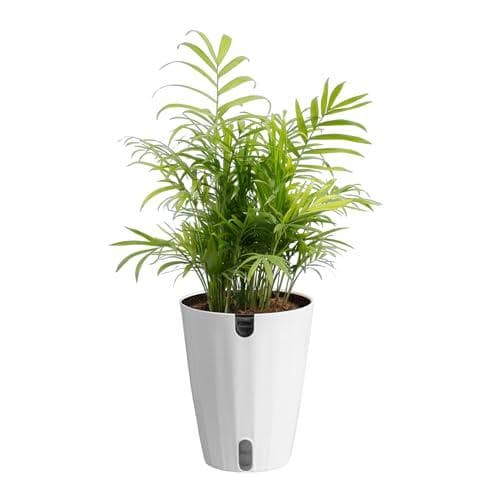 Costa Farms Parlor Palm - 18% Off on Amazon