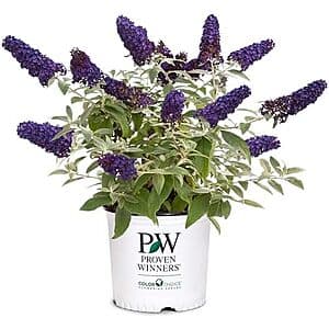 Proven Winners Pugster Buddleia True-Blue Flowers (Pugster Blue) - $15